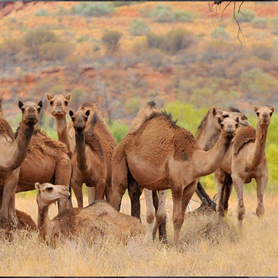 верблюды в Австралии верблюды в Австралии